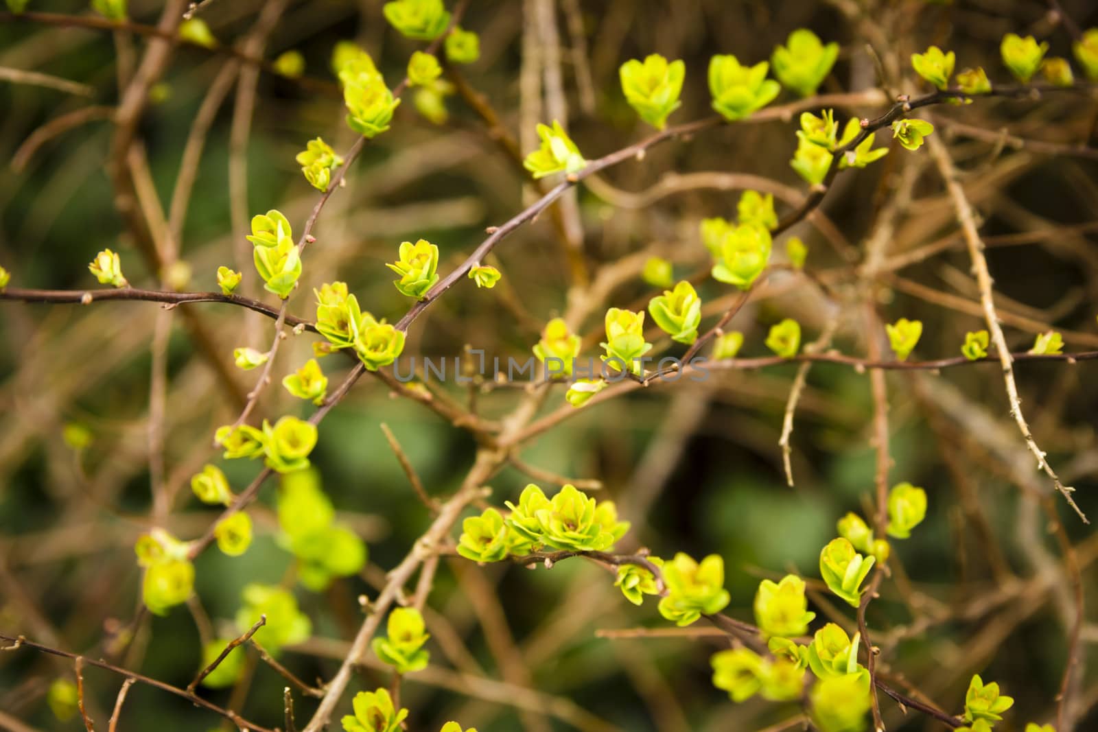 blooming spring yellow and green leaves on the branches