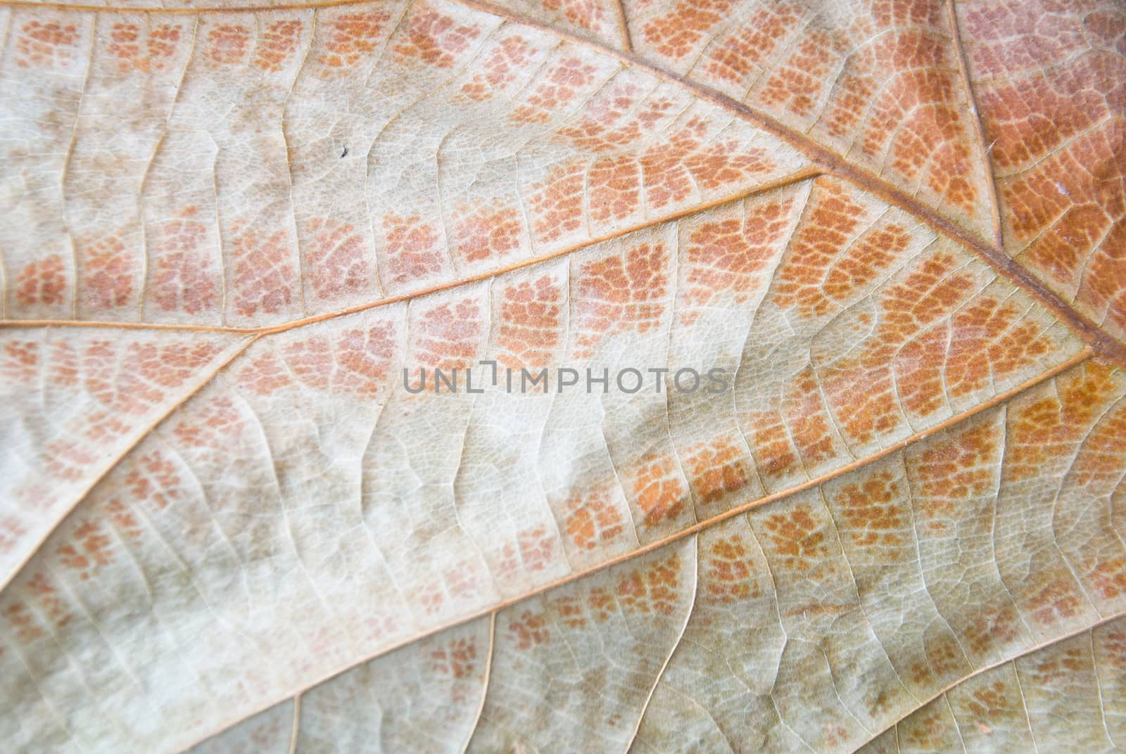 Dry teak wood leaf by buffaloboy