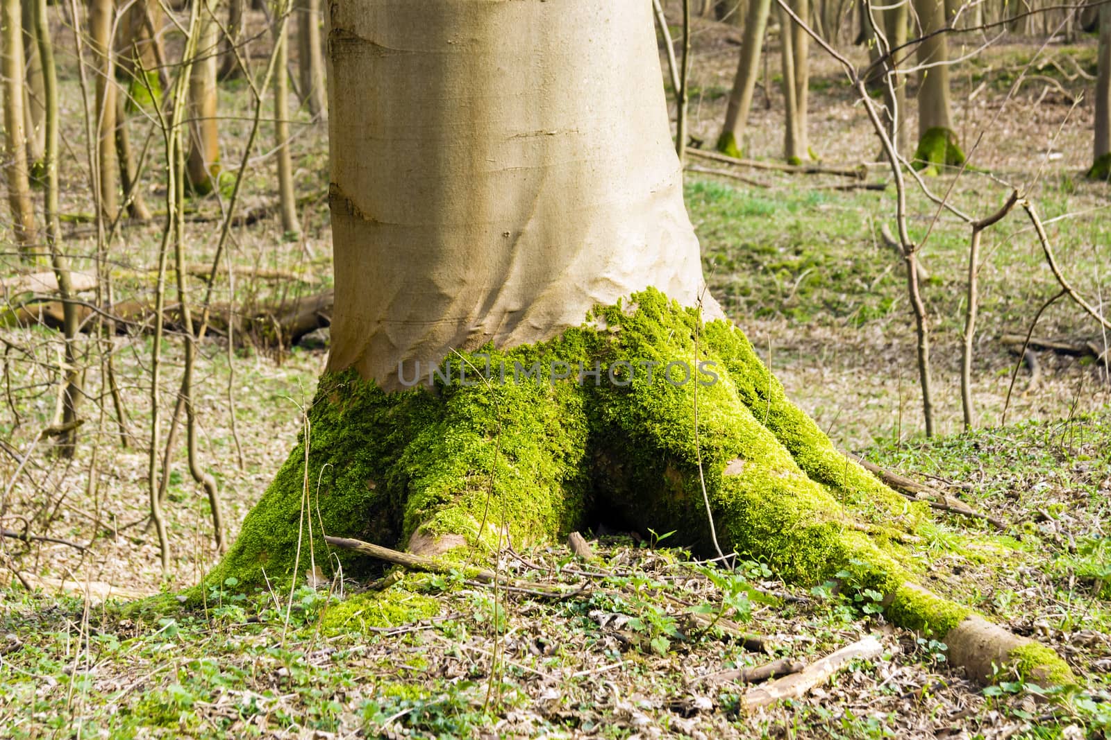 Bright green moss at the foot of a tree in spring forest