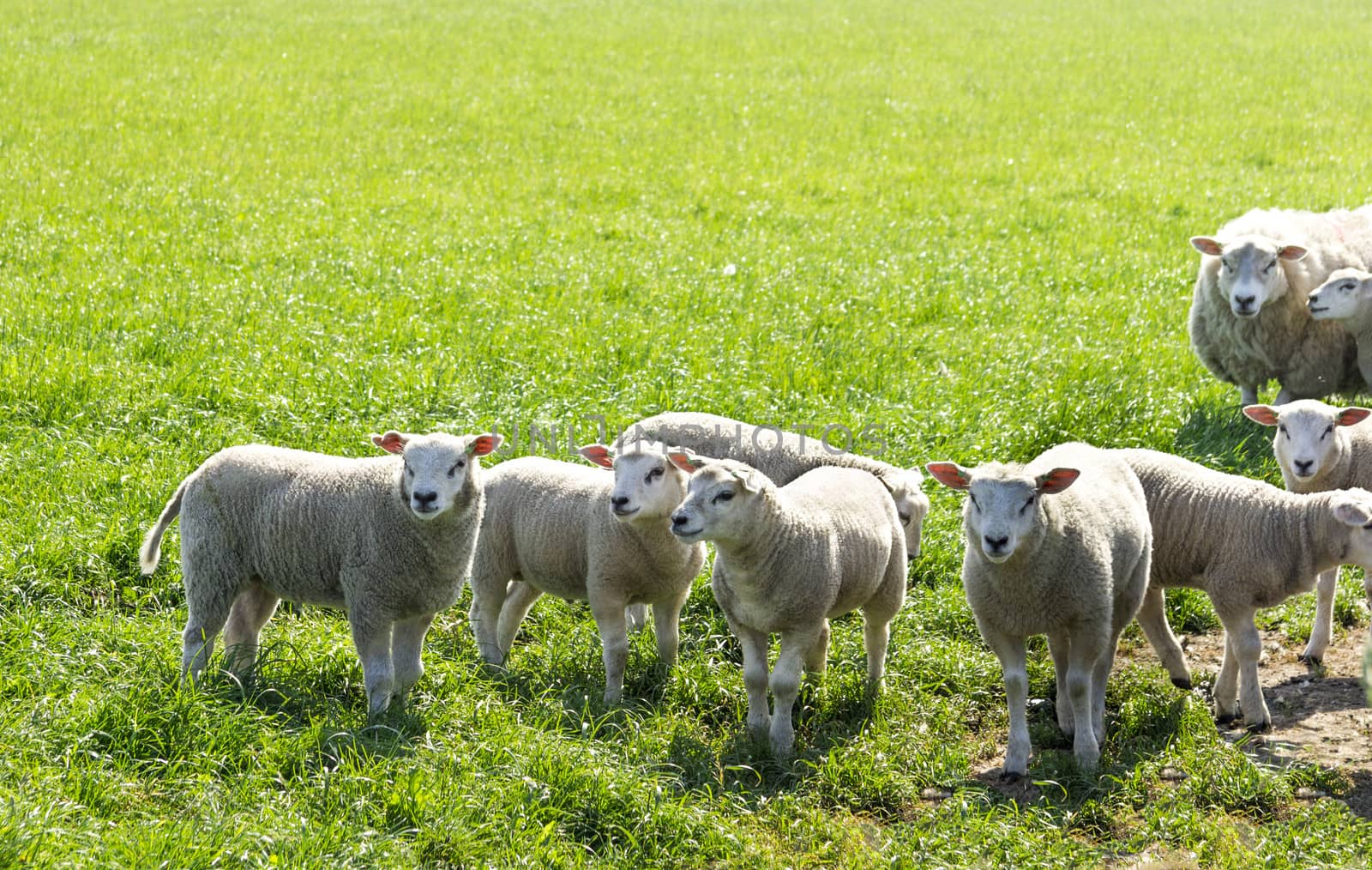 Flock of sheep standing in a field waiting