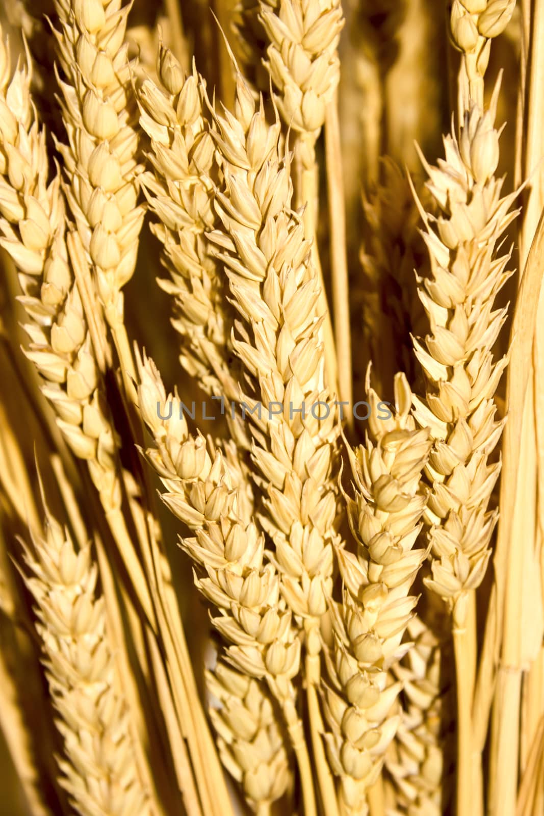 gold wheat ears background