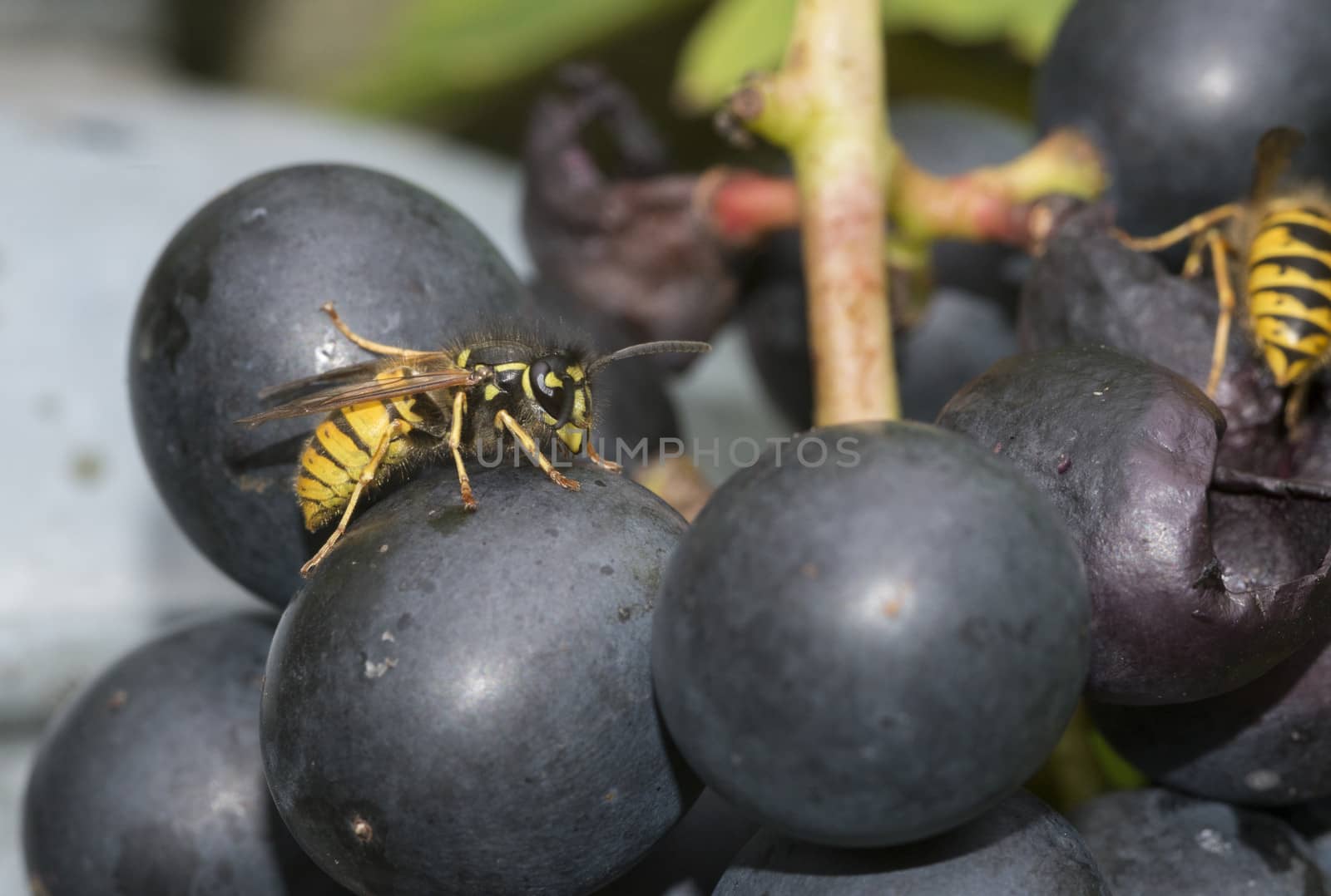 detail of wasp looking for food on grape