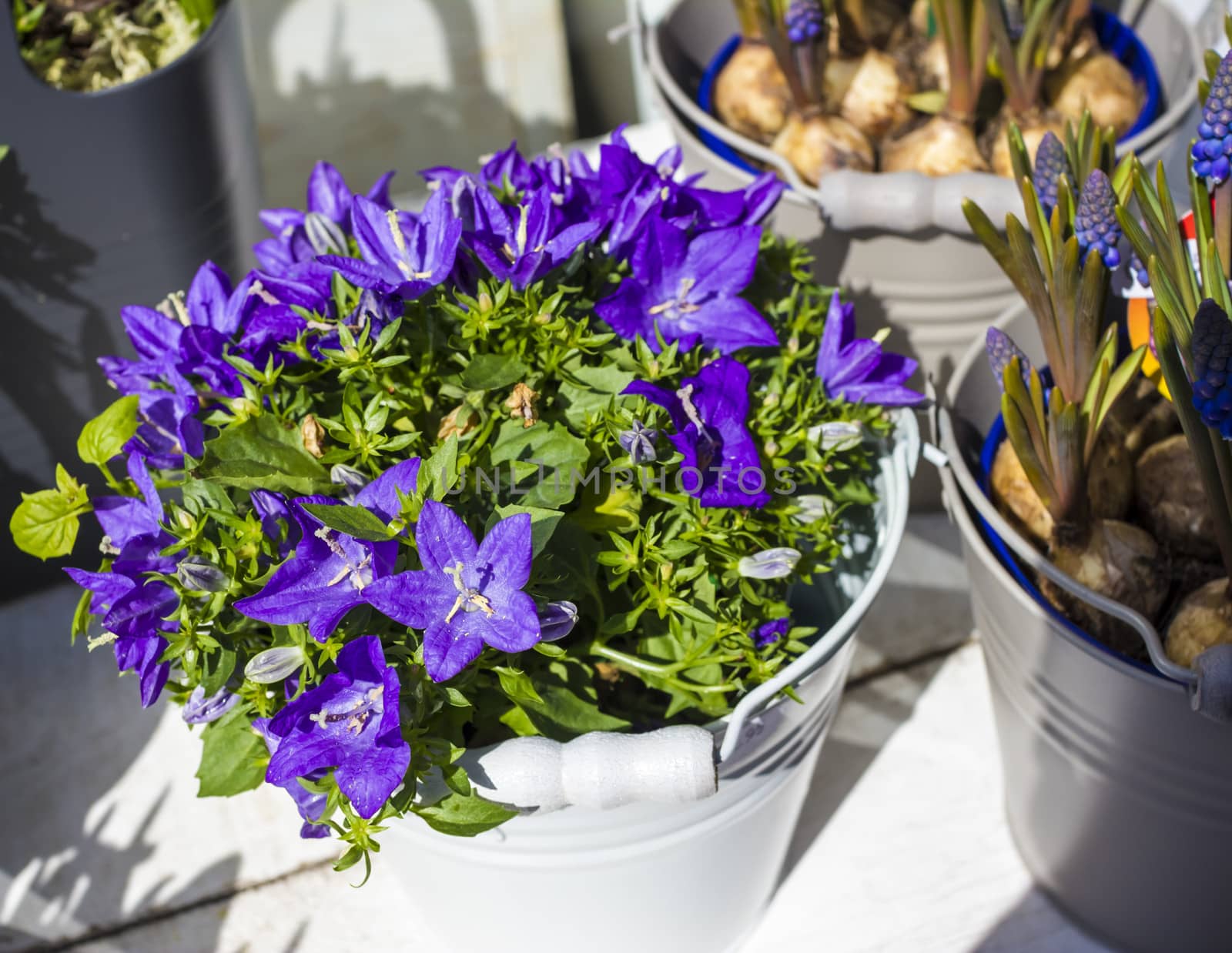 Campanula blue flower bouquet in the bucket