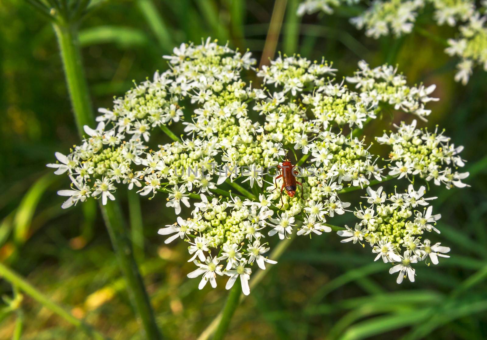 Common red soldier beetle on a white inflorescence