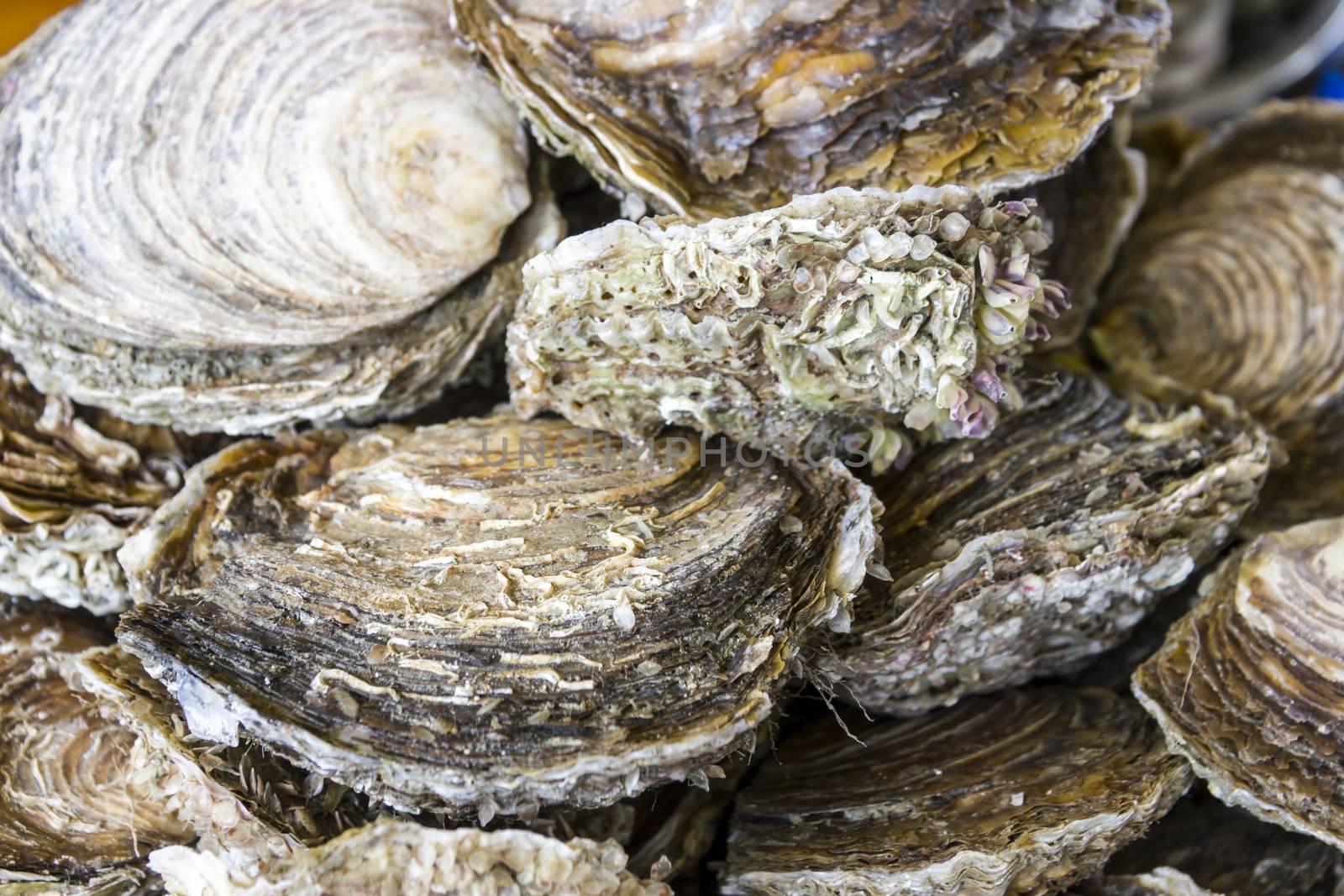 Fresh delicious oysters (closeup) on the dish