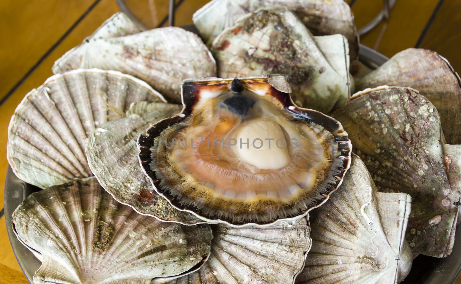 Fresh delicious oysters (closeup) on the dish by Tetyana