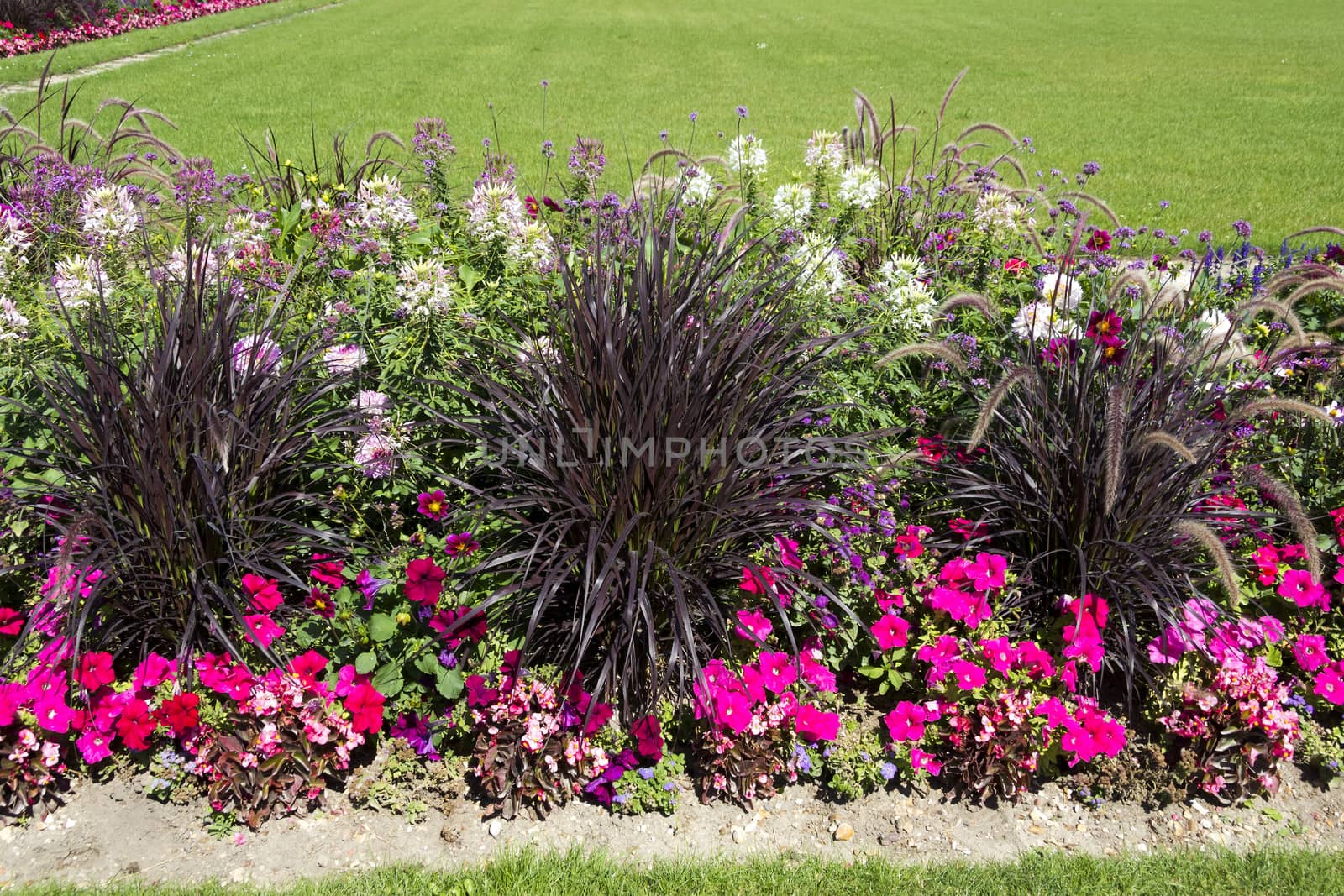 Beautiful colorful flower garden with various flowers by Tetyana