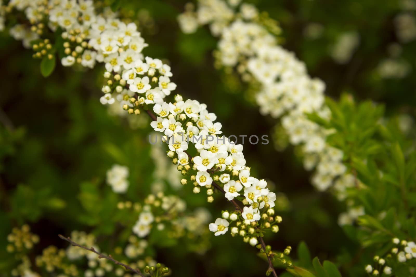 white and yellow flowers against green bush background by Tetyana
