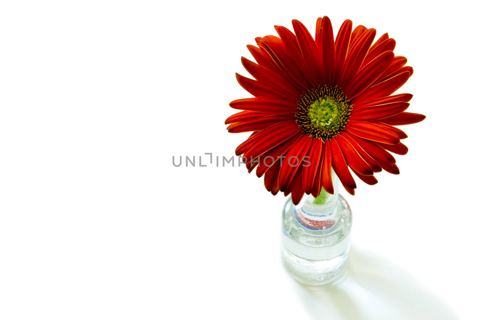 gerber flowers on a green stalk against white background