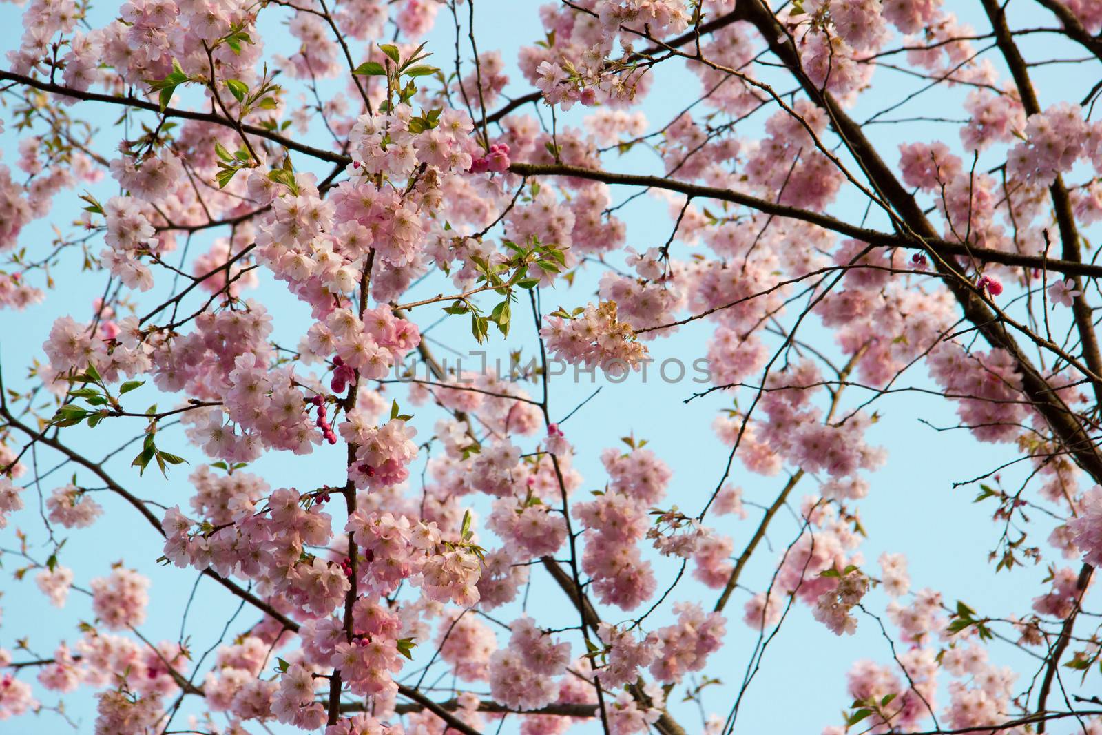 Blooming tree in spring with pink flowers by Tetyana