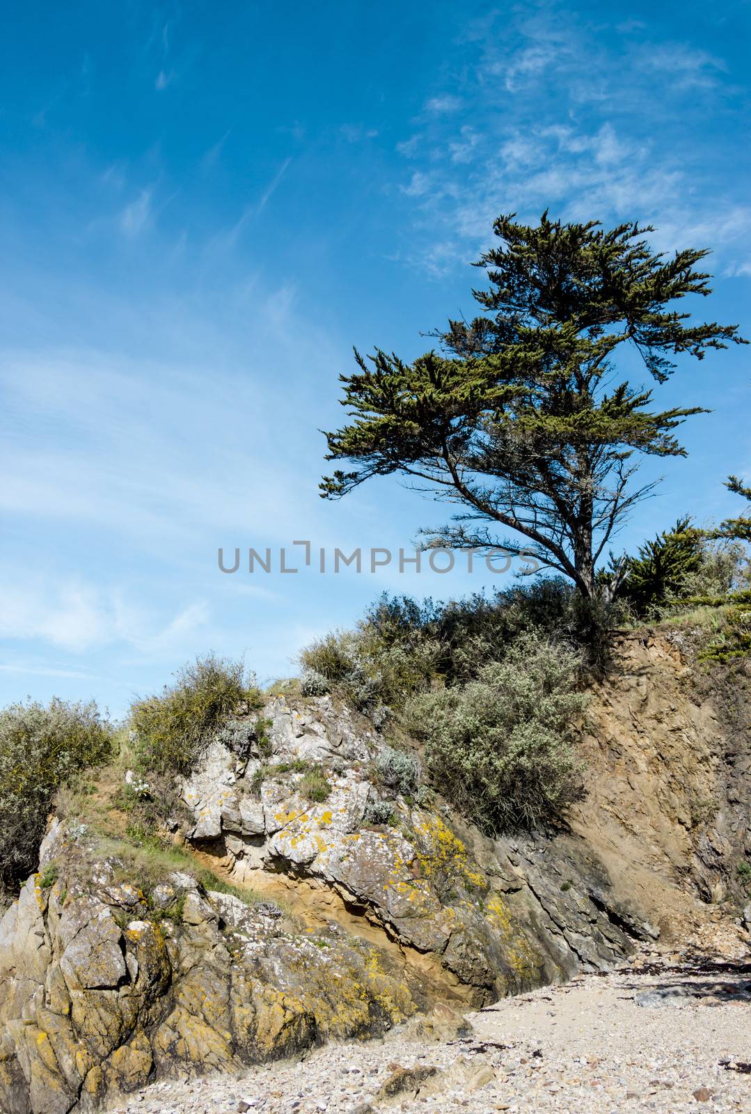 Landscape with a pine tree on a cliff by Tetyana