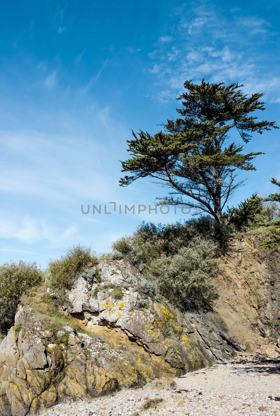 Landscape with a pine tree on a cliff