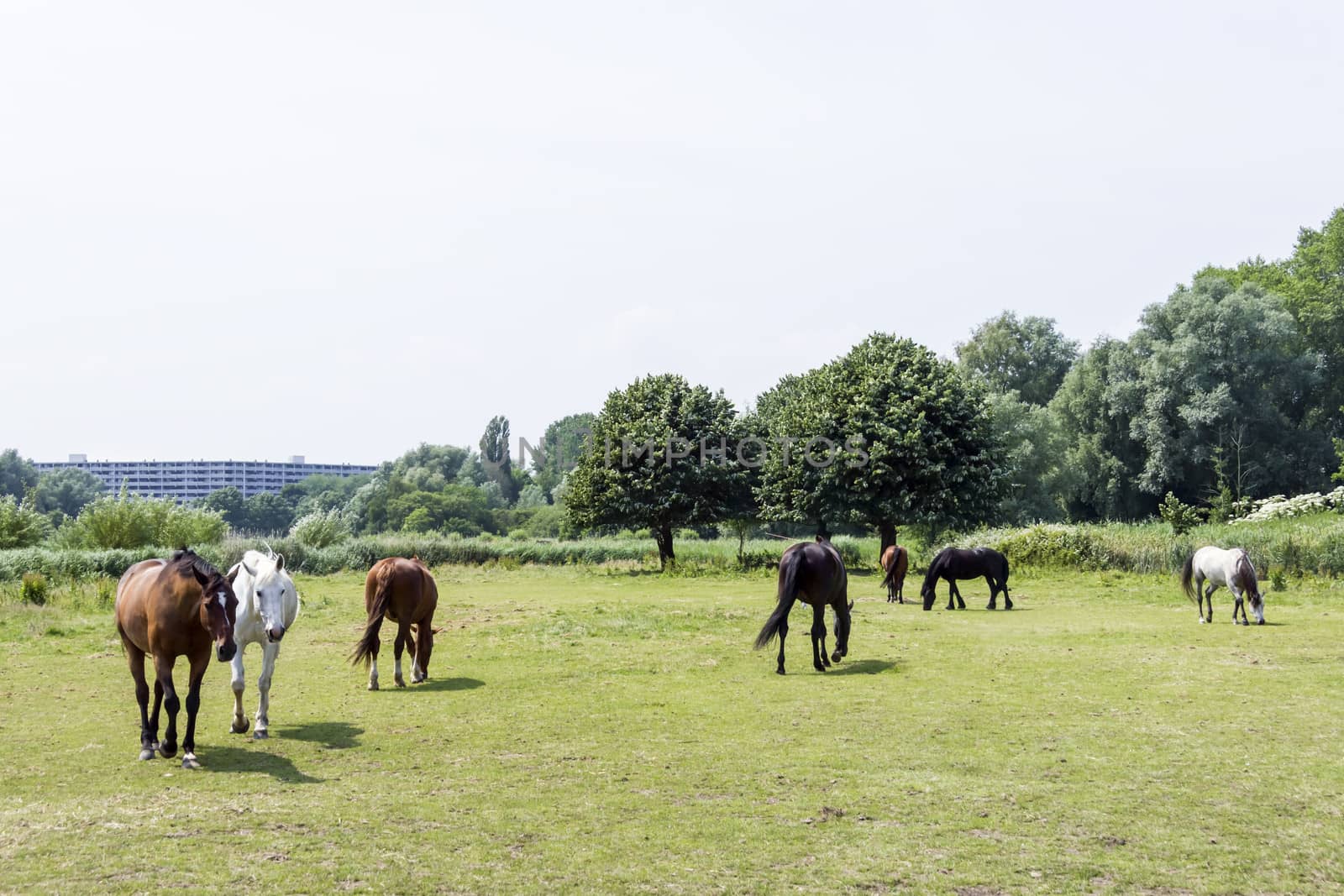 herd of horses by Tetyana