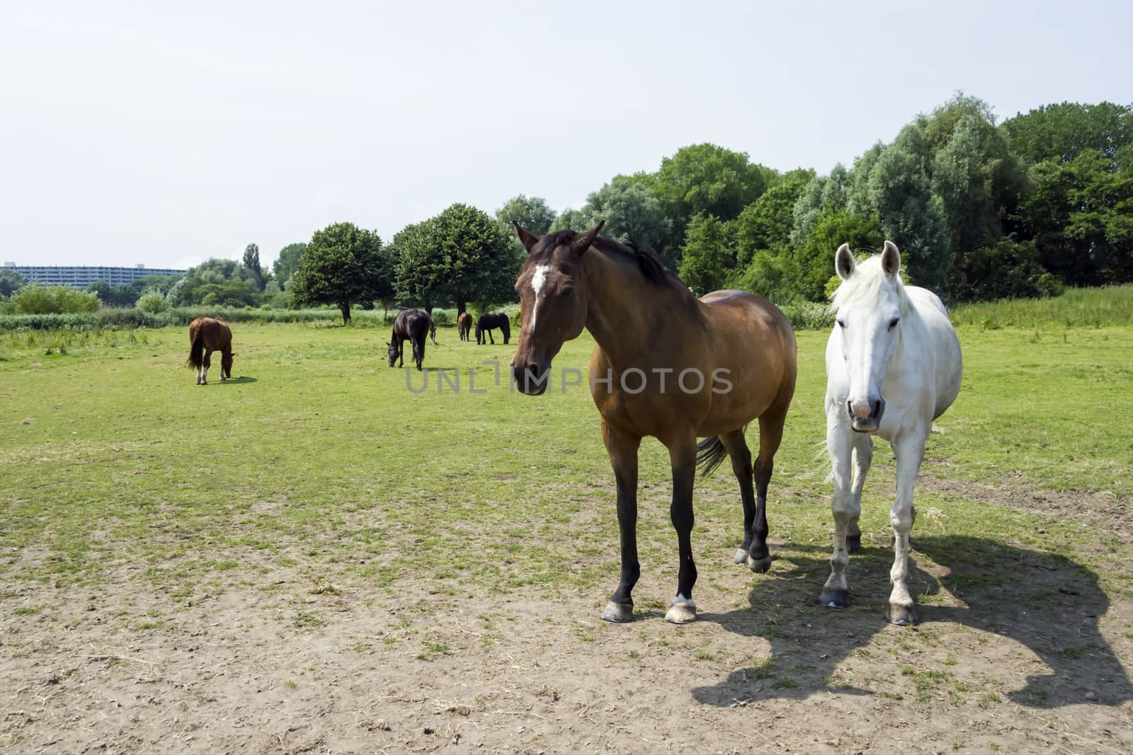 herd of horses by Tetyana