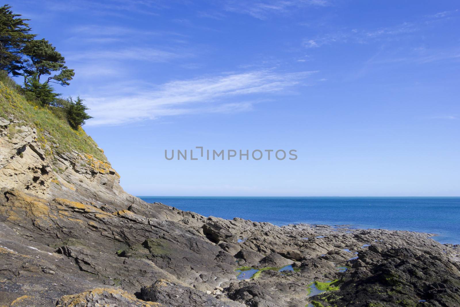 Landscape with a pine trees on a cliff by Tetyana