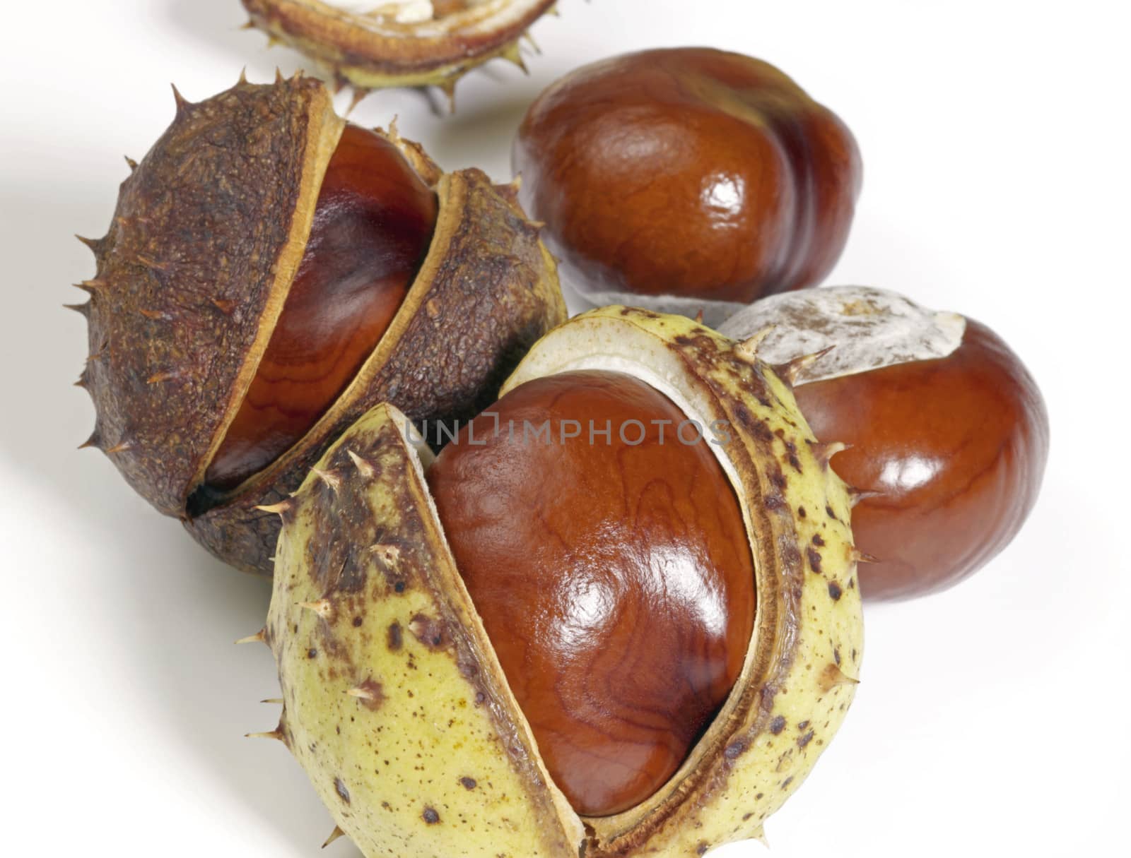 horse chestnuts by gewoldi