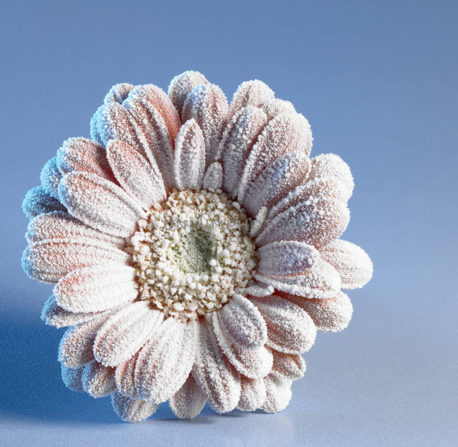 iced gerbera flower by gewoldi