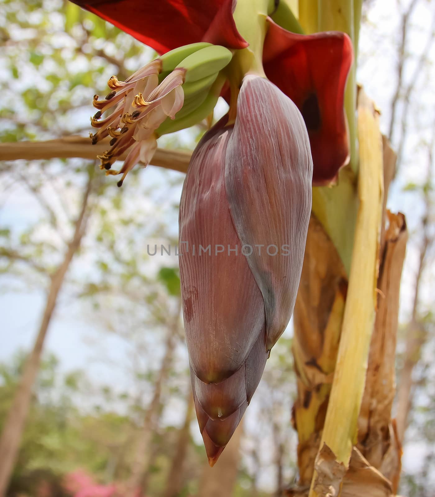 Banana blossom in summer by sutipp11