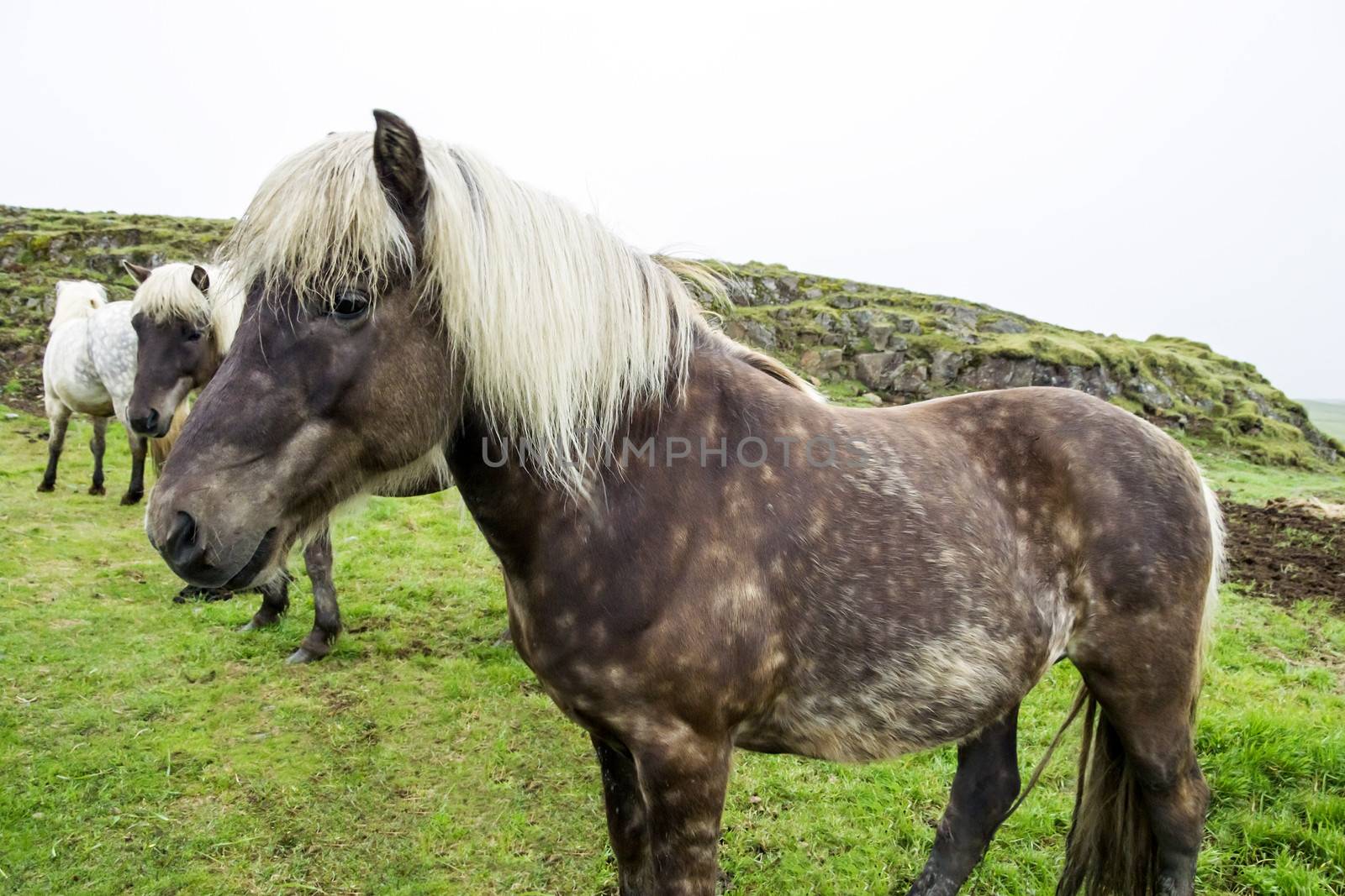 Beautiful Icelandic horses by Tetyana