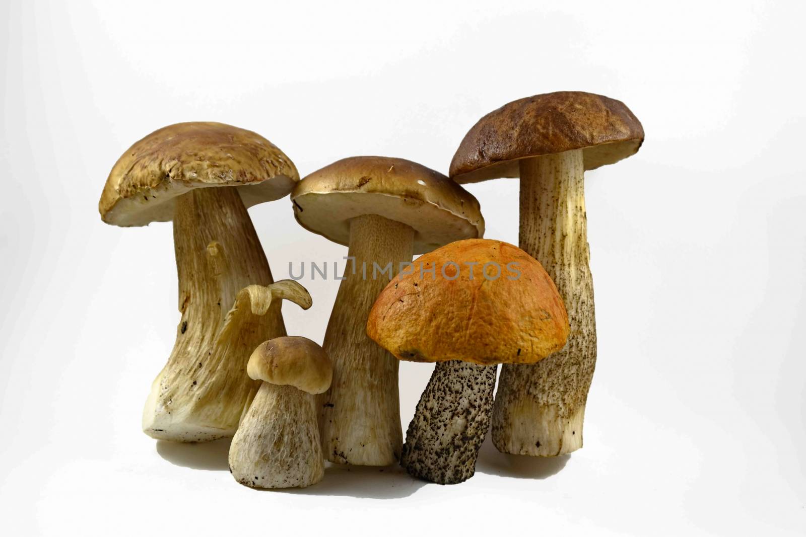 family photo porcini mushrooms on a white background