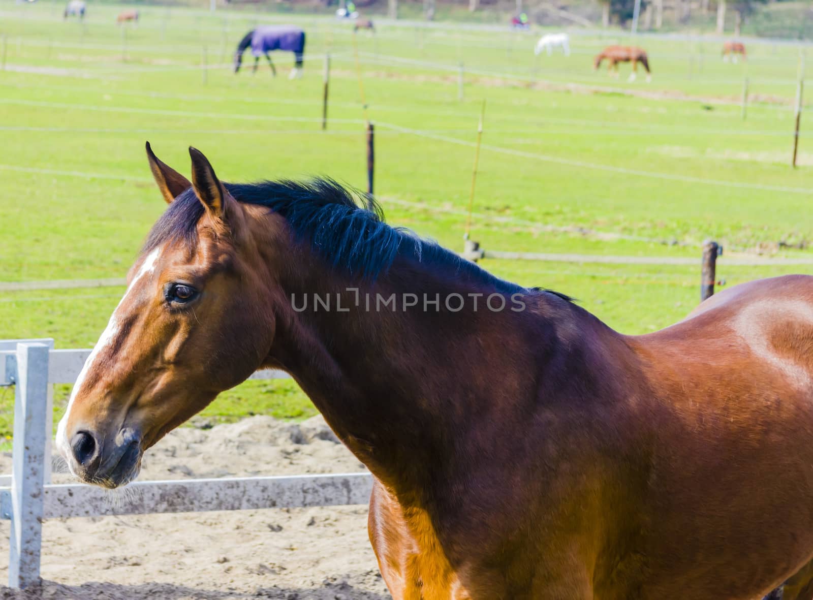 Beautiful bay horse on the farm field