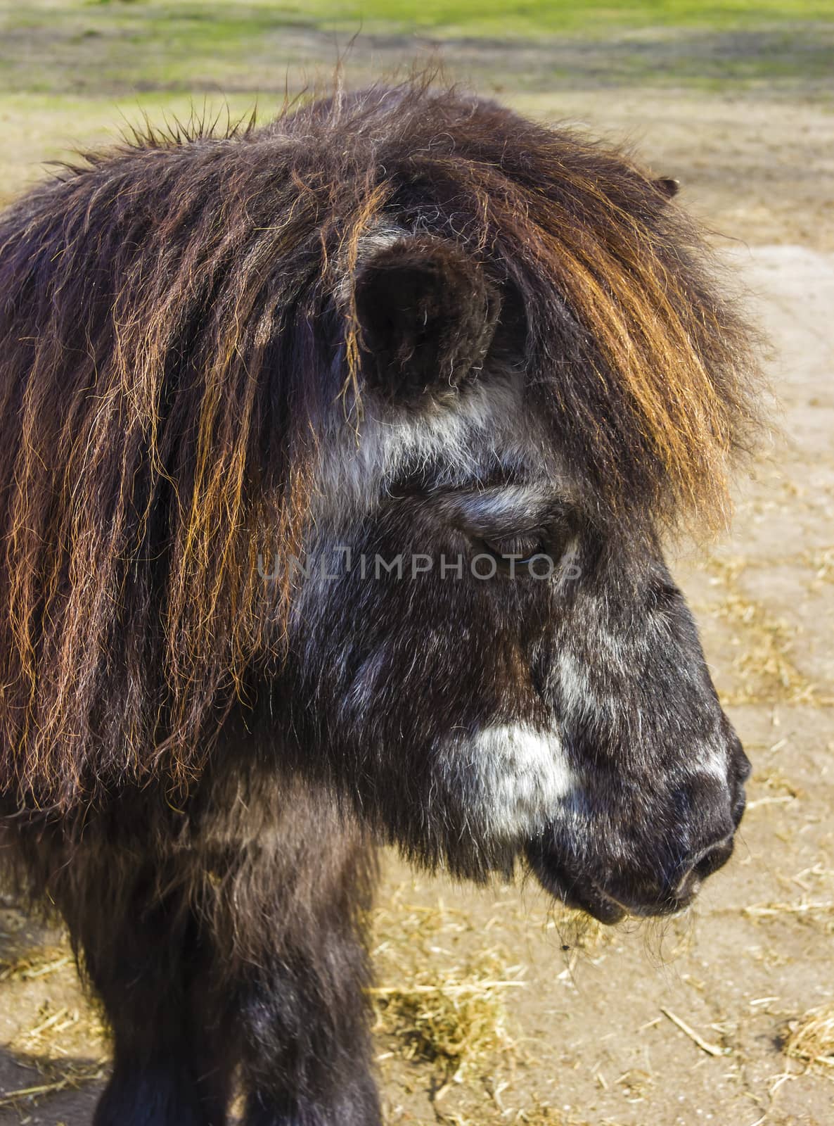 Shetland pony senior by Tetyana