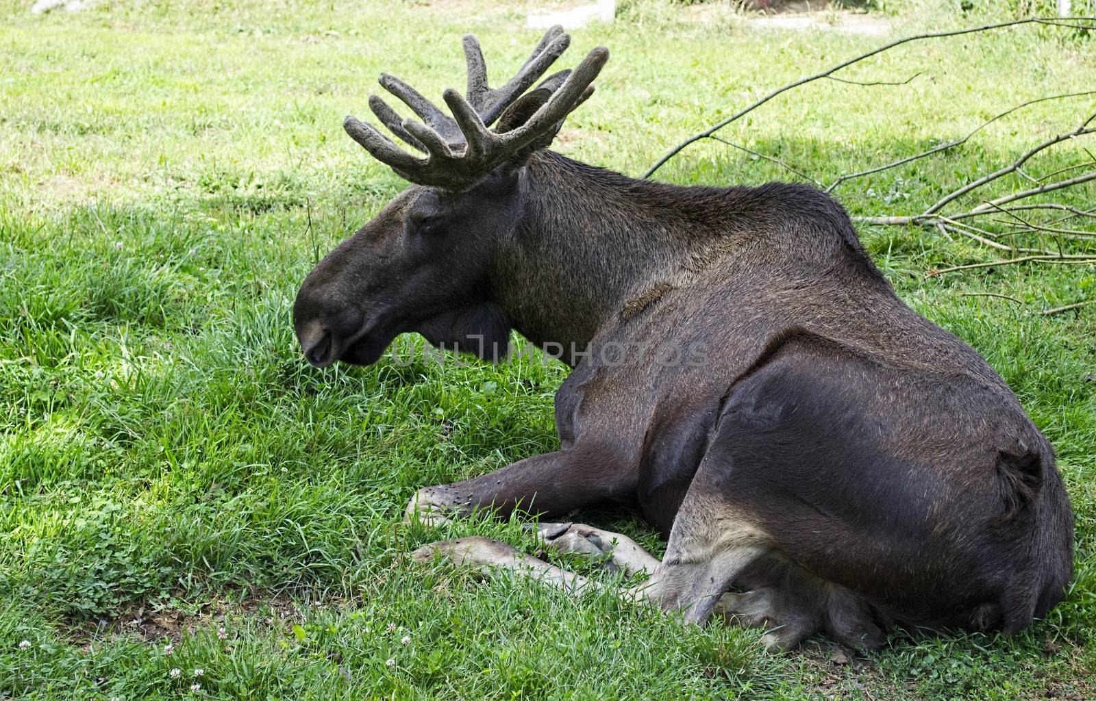 big old moose lying on the grass