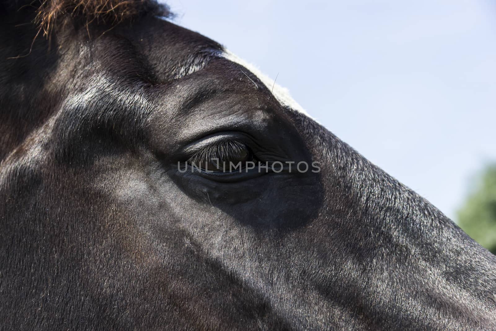 Eye of a black horse by Tetyana