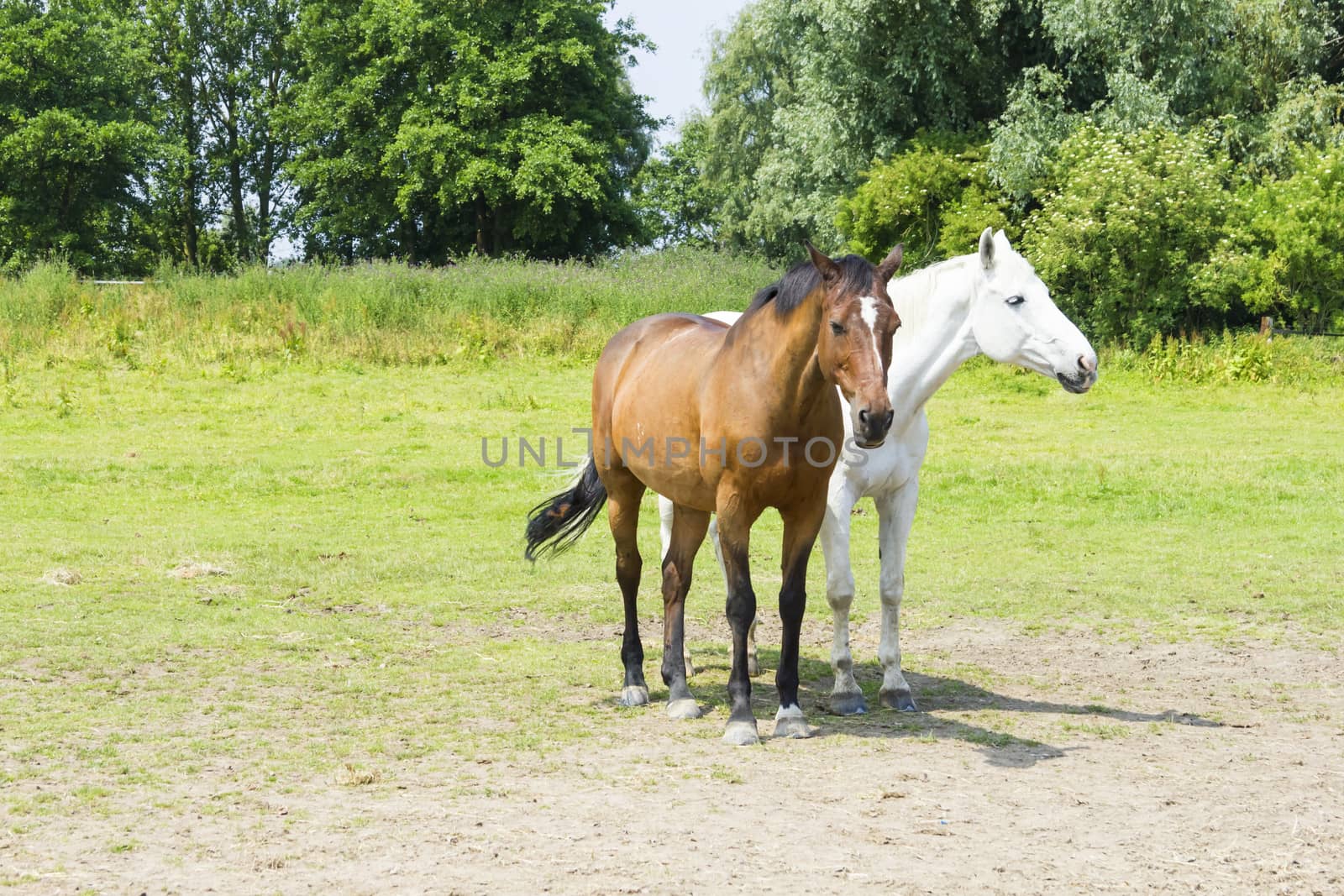 herd of horses