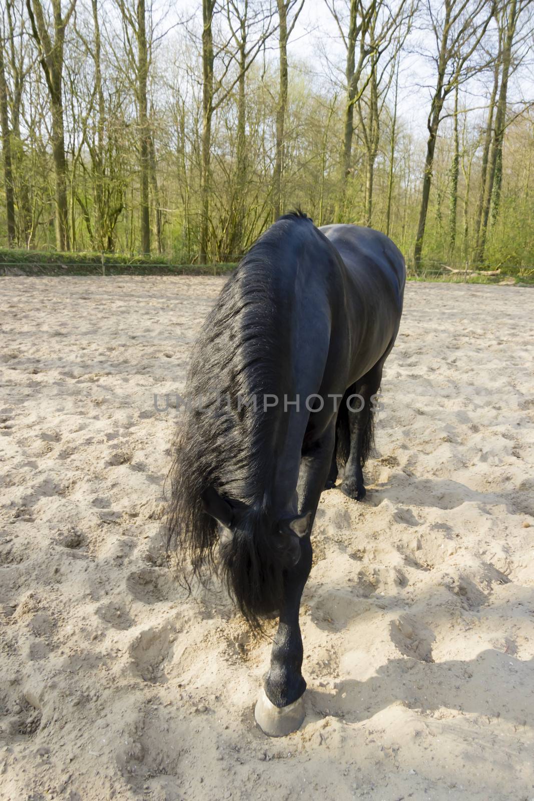 Funny black horse in reverence