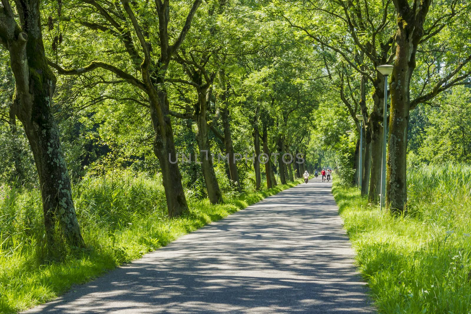 Road surrounded by old green trees by Tetyana