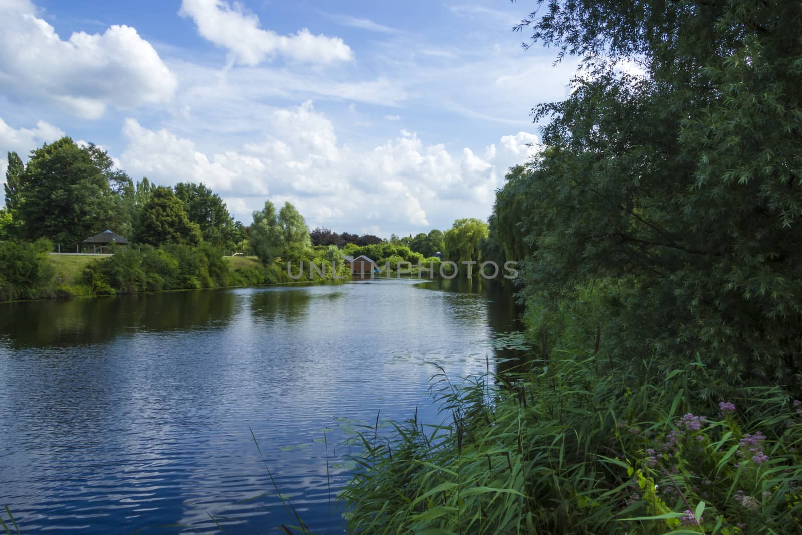 summer landscape in the netherlands by Tetyana