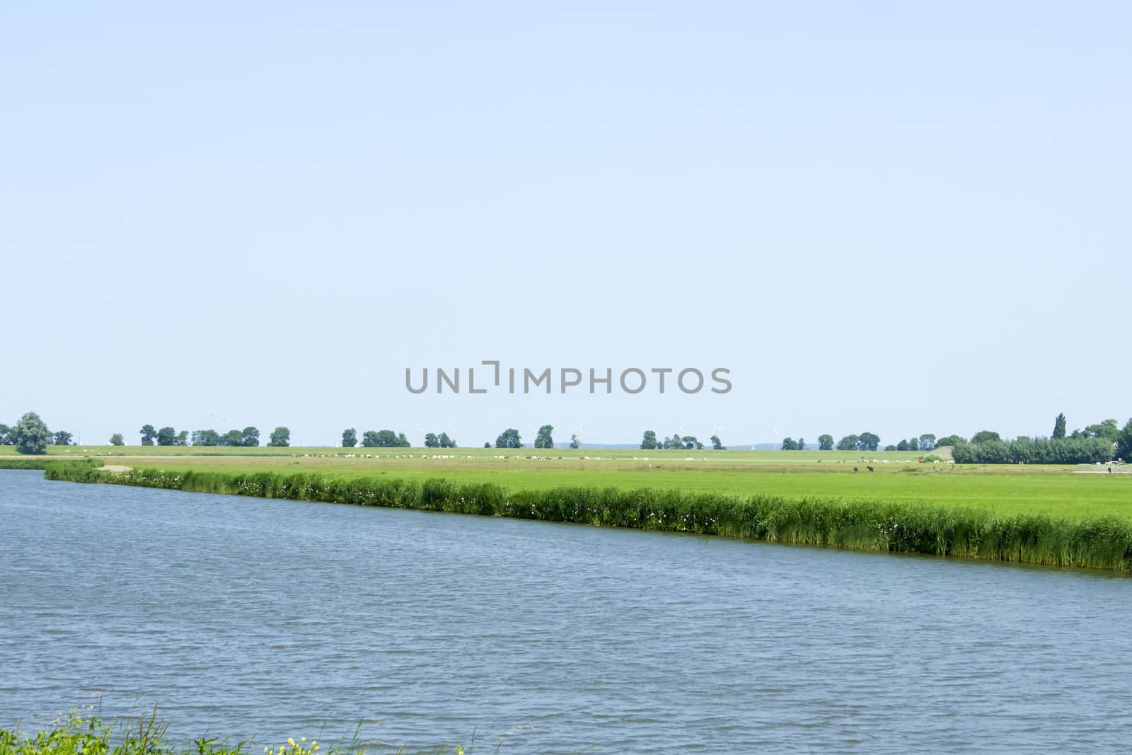 Rural dutch landscape with sheep and a small river  by Tetyana