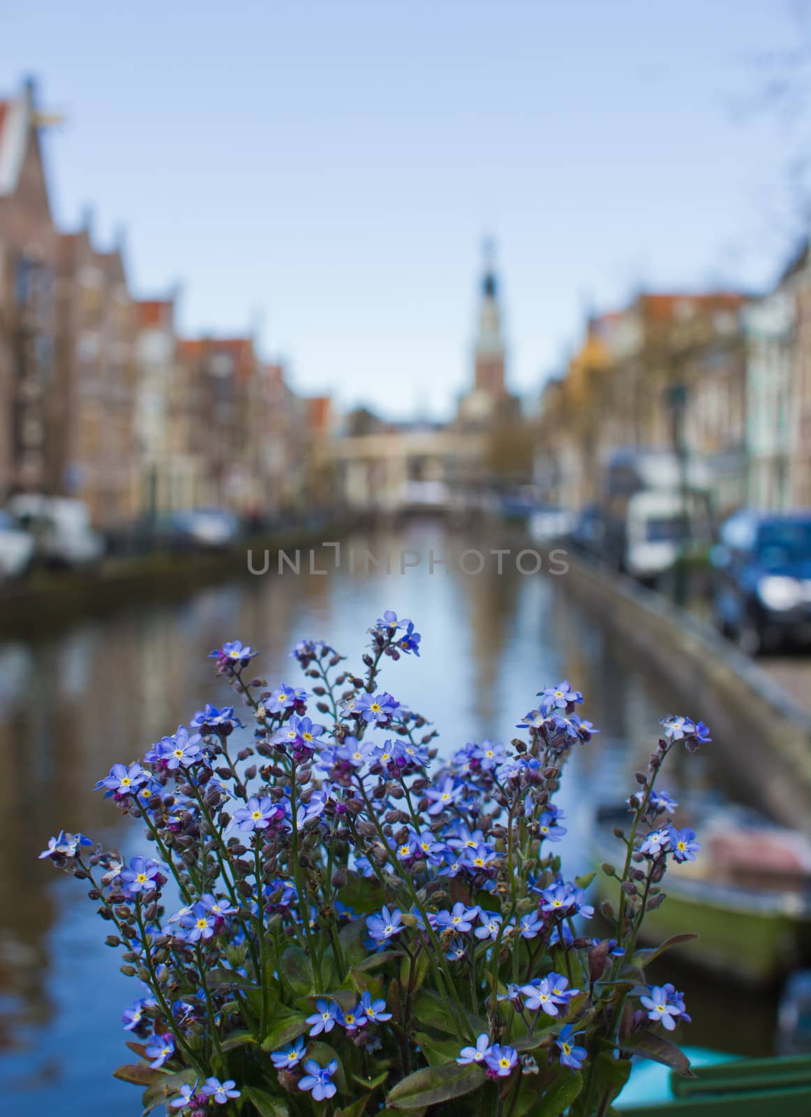 Flowers outdoors over the canal on background of the traditional dutch town