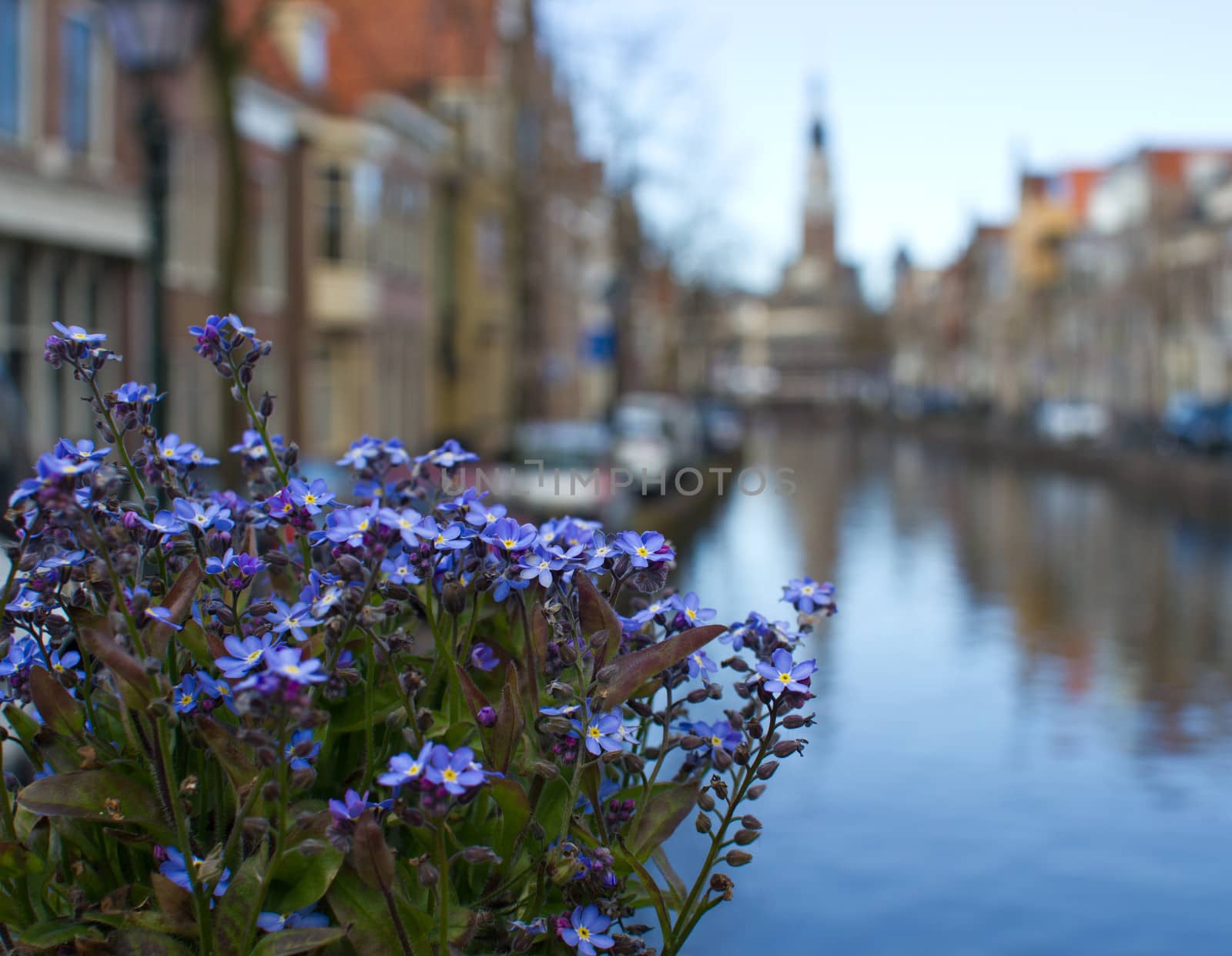 Flowers outdoors over the canal on background of the traditional by Tetyana
