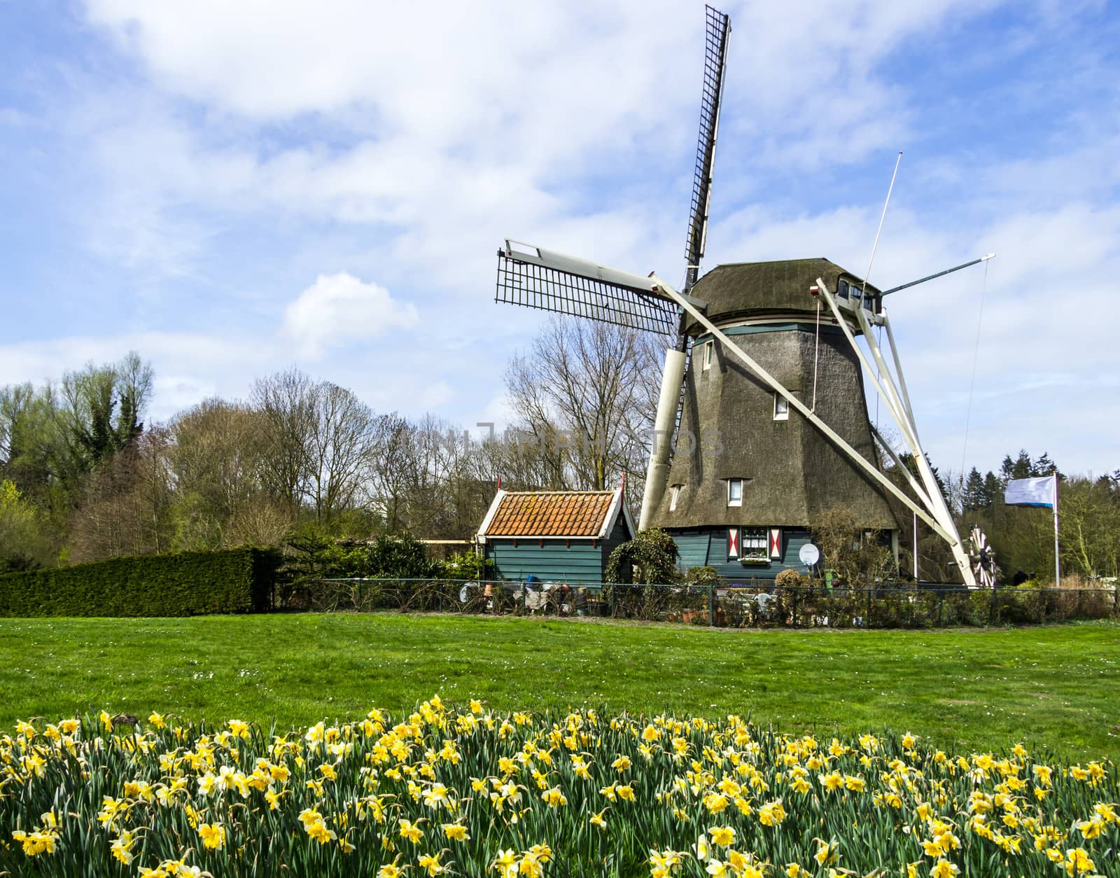 traditional dutch windmill with daffodils, Netherlands by Tetyana