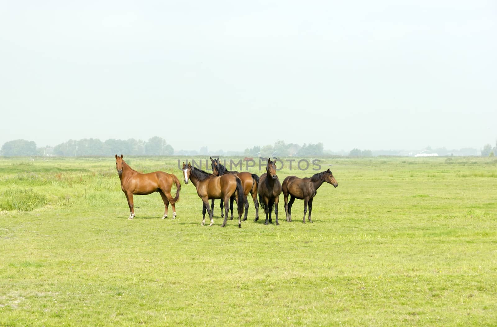 Six horses in a green meadow by Tetyana