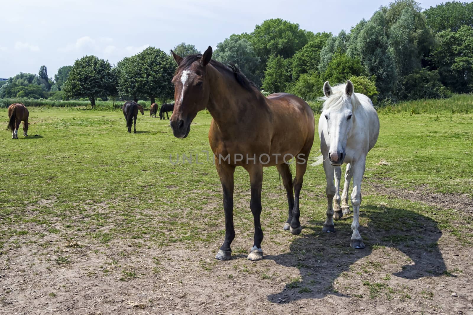 herd of horses by Tetyana