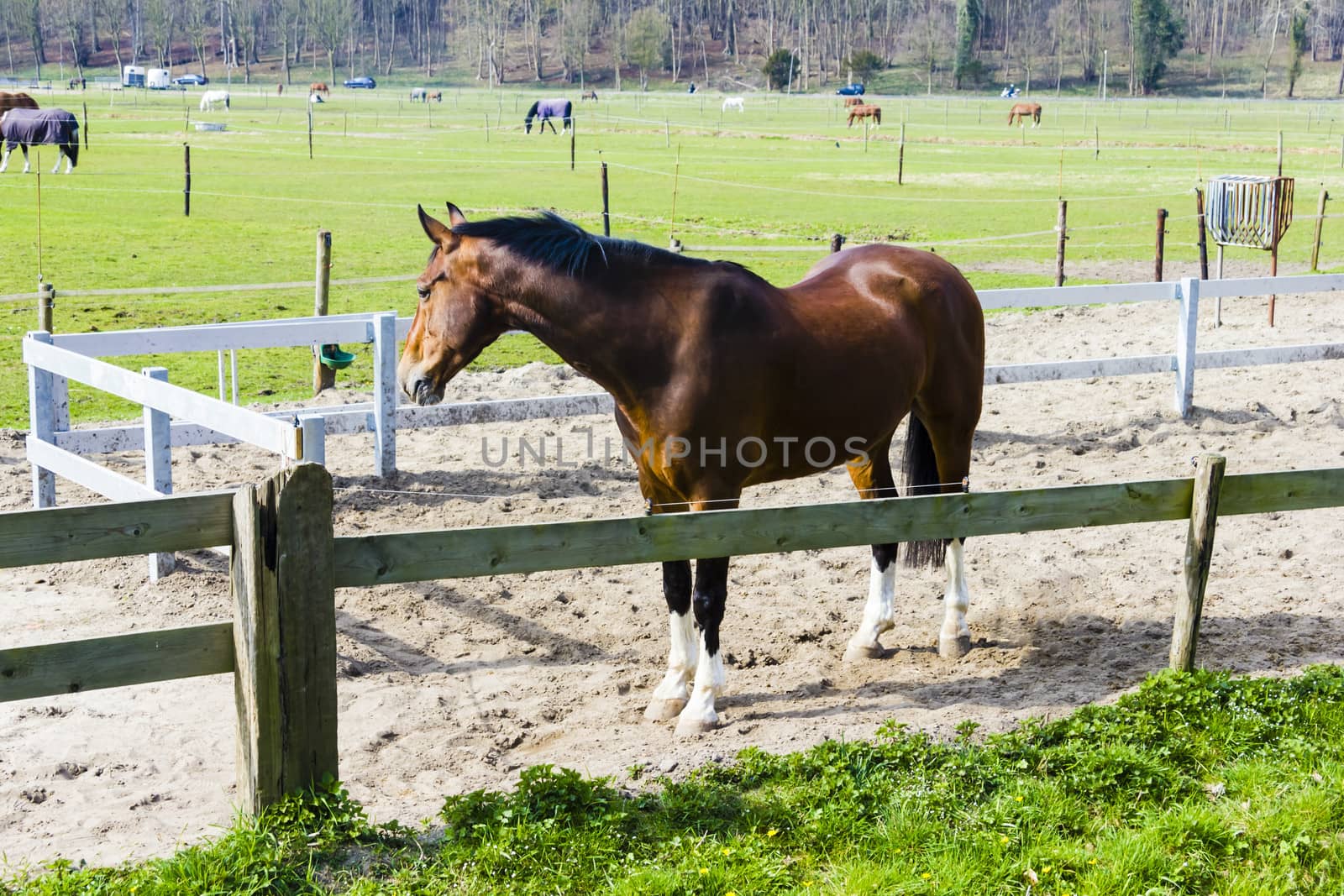 Beautiful bay horse behind a farm fence