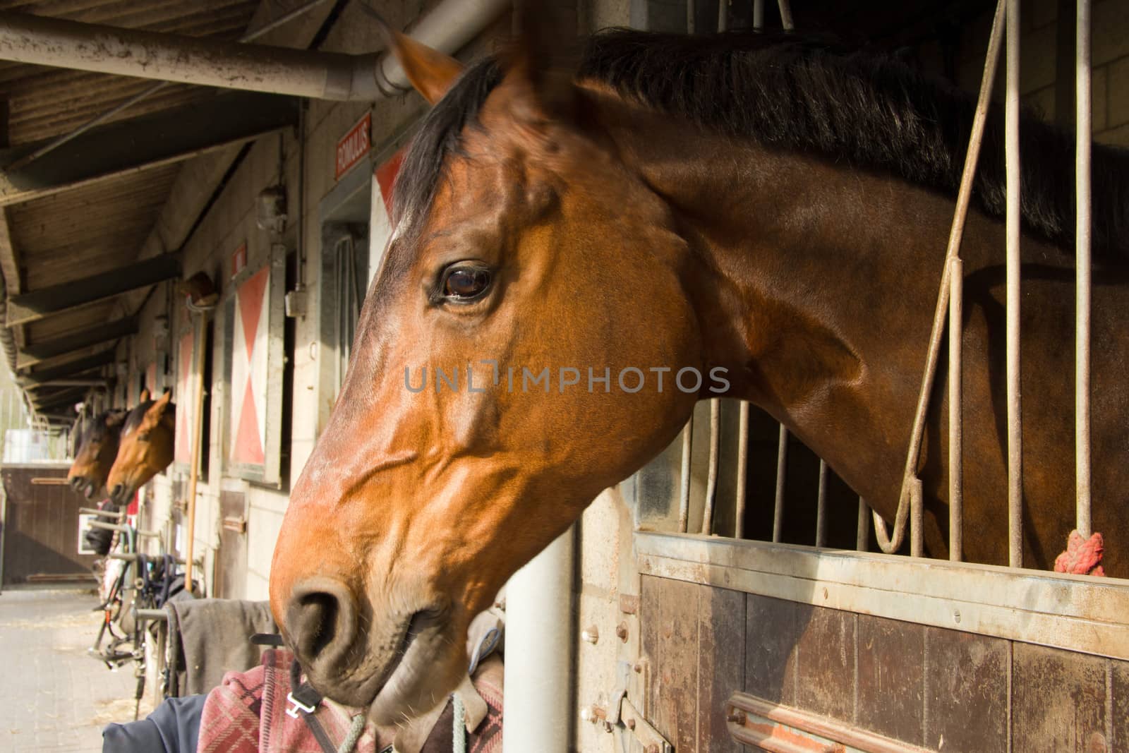 horses in their stalls by Tetyana