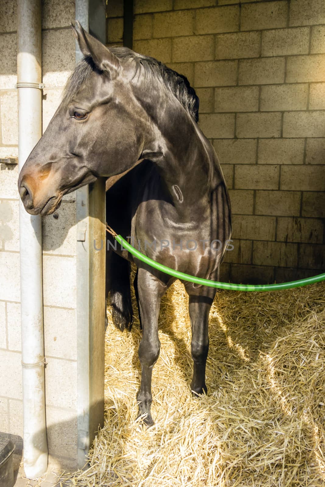 horses in their stalls by Tetyana