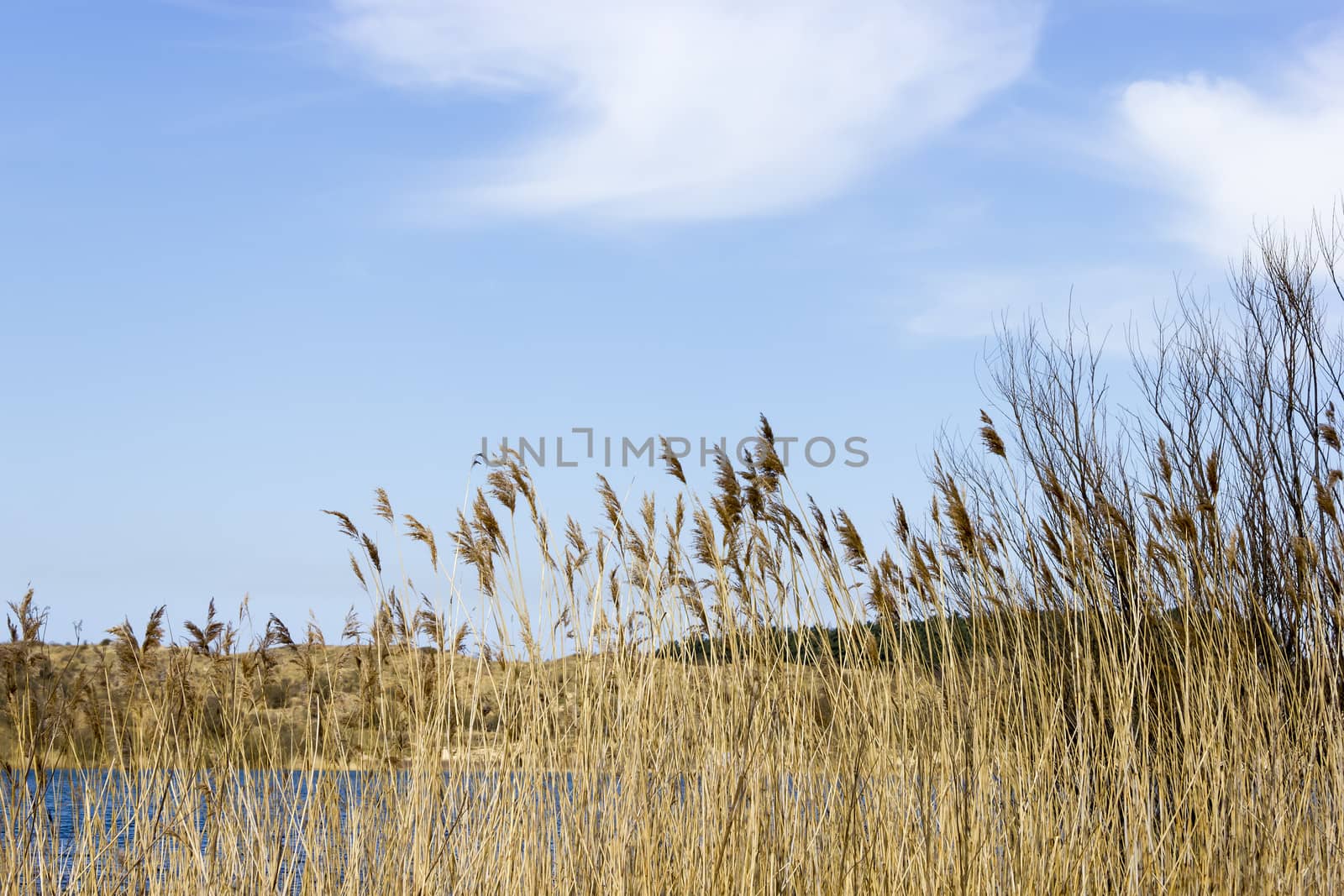 Lake, National Park Zuid Kennemerland, The Netherlands