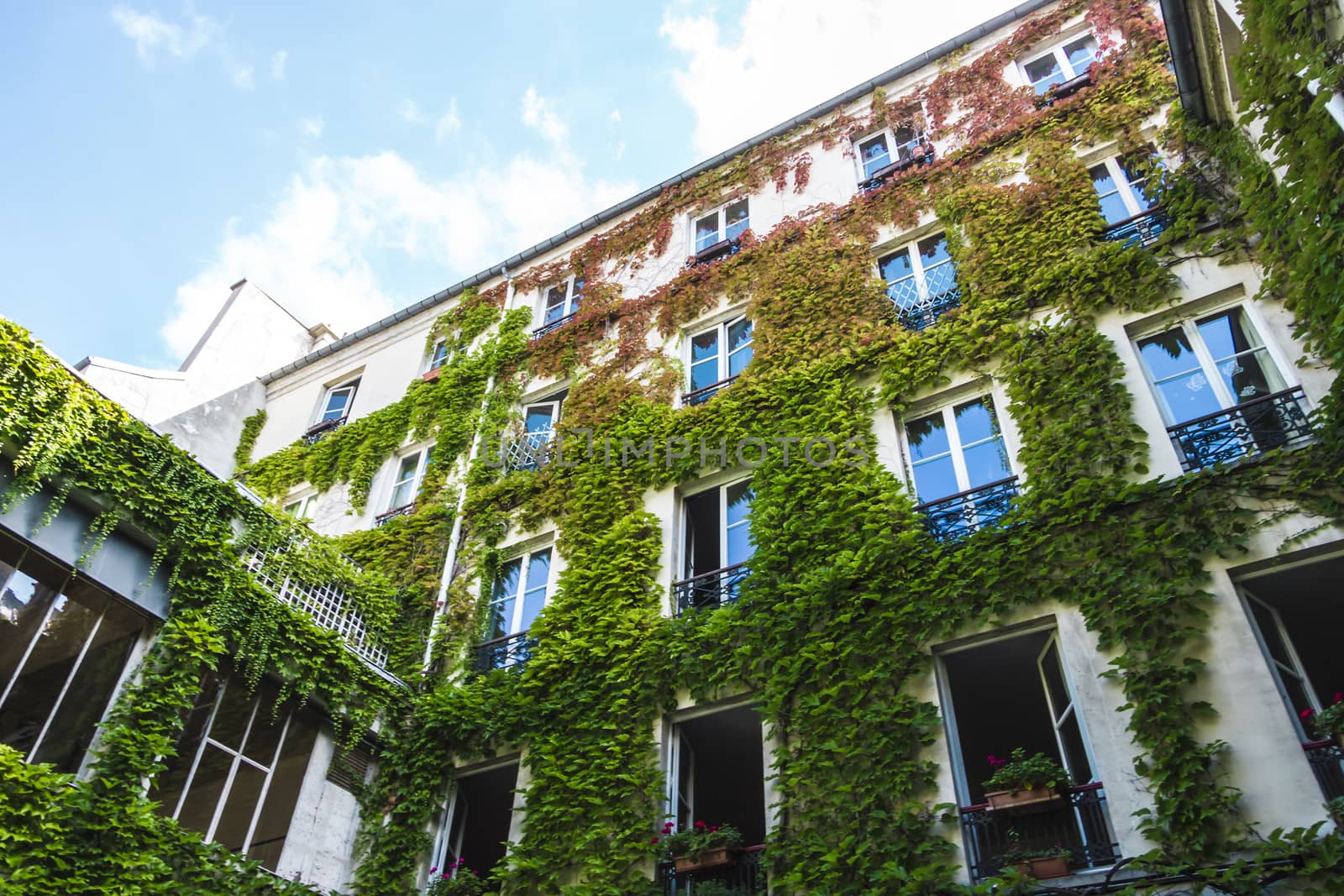 Courtyard, Paris, France. Ivy vine climbing on building wall