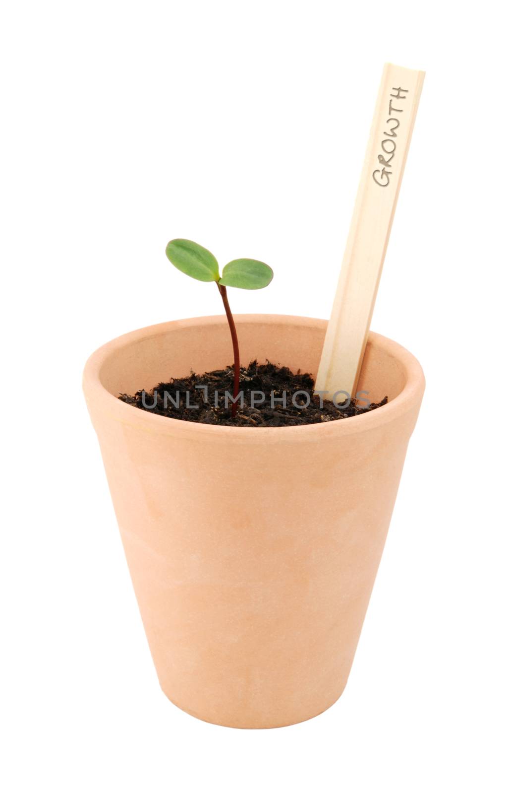 Seedling growing in a terracotta pot, labelled as growth - isolated on a white background