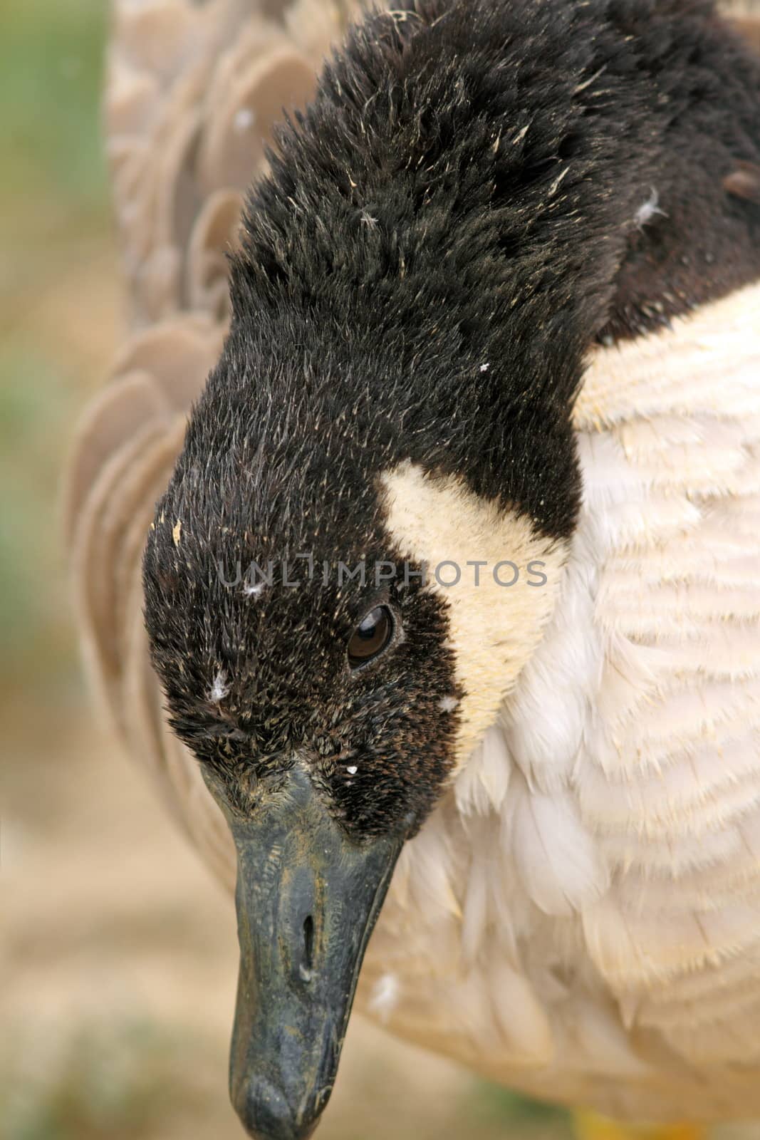 close up of a canadian goose head by taviphoto