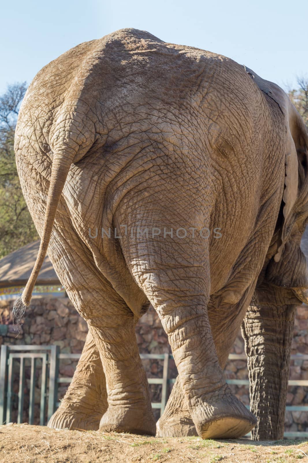 The view of the back of a big male elephant with its hind legs doing the twist