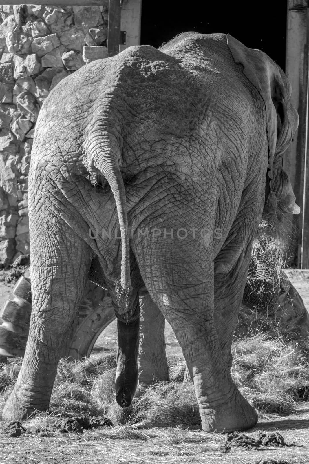 The view of the back of a big male elephant