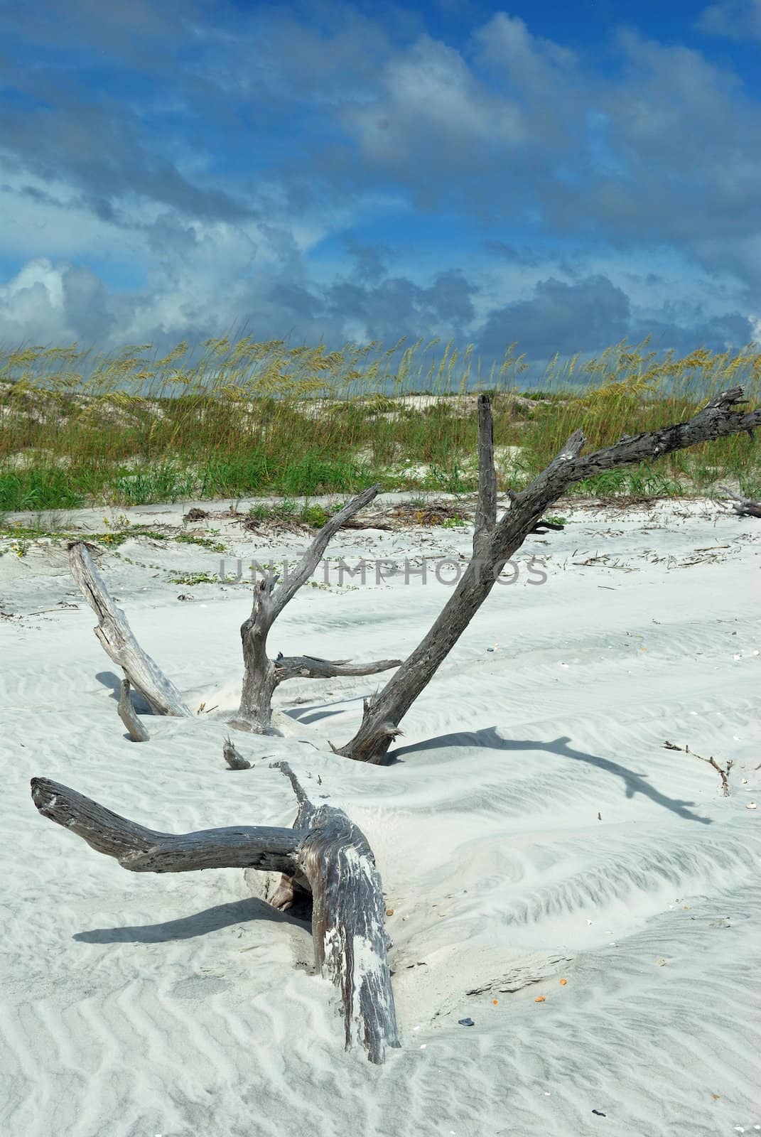 Buried driftwood by jackie@debuskphoto.com