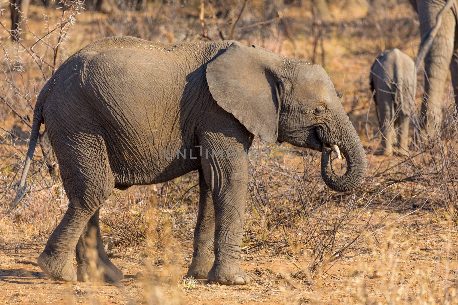 A very yount elephant wandering in the grasslands of South Africa's Pilanesberg National Park