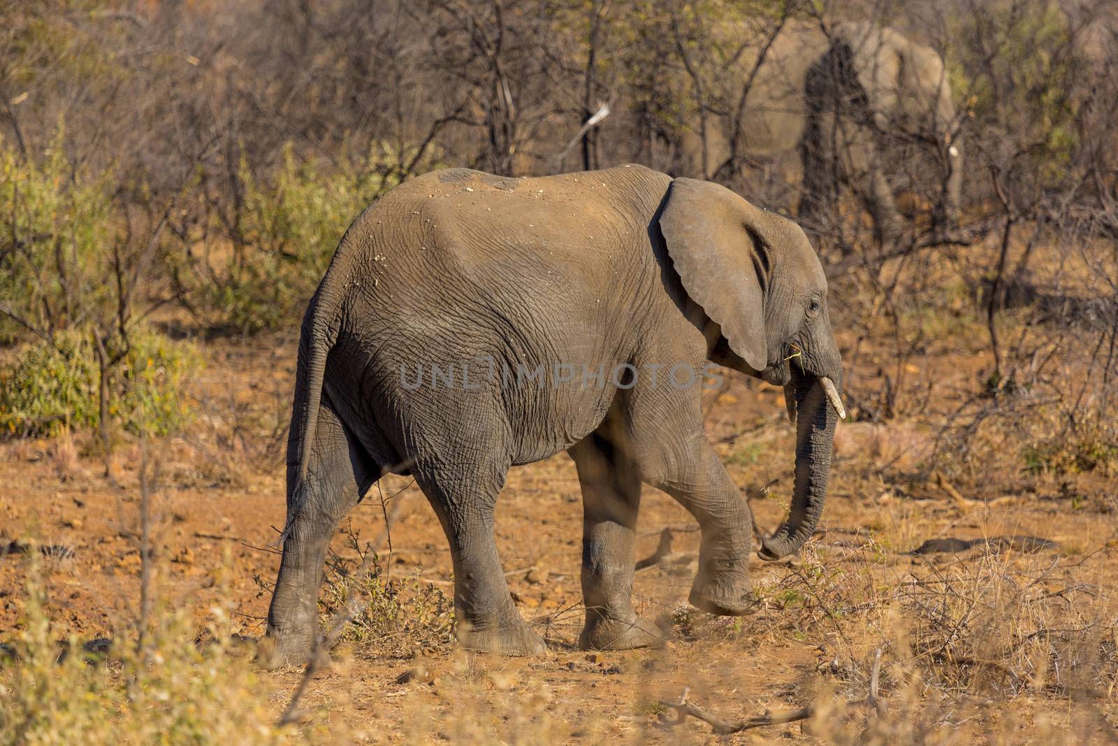 A very yount elephant wandering in the grasslands of South Africa's Pilanesberg National Park